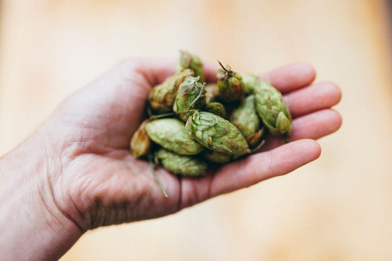 Brewer's hand holding a clump of fresh green hop cones against sunlight