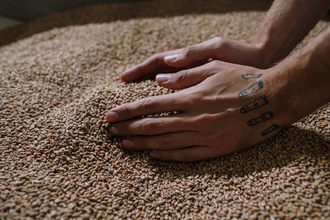 Two hands cupping a pile of pale malted barley grains